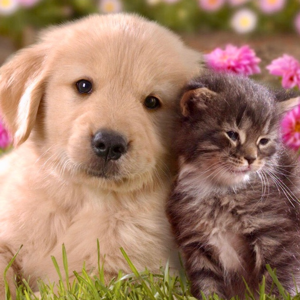 ❤️💟💖☮️❤️